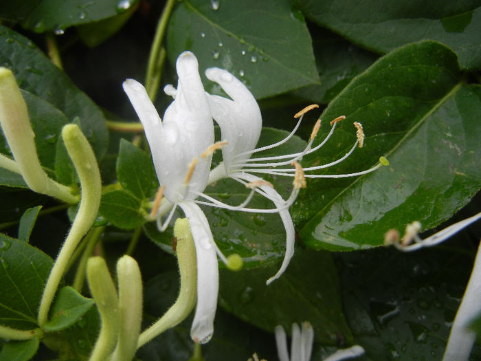 Lonicera japonica (2013, May 24)