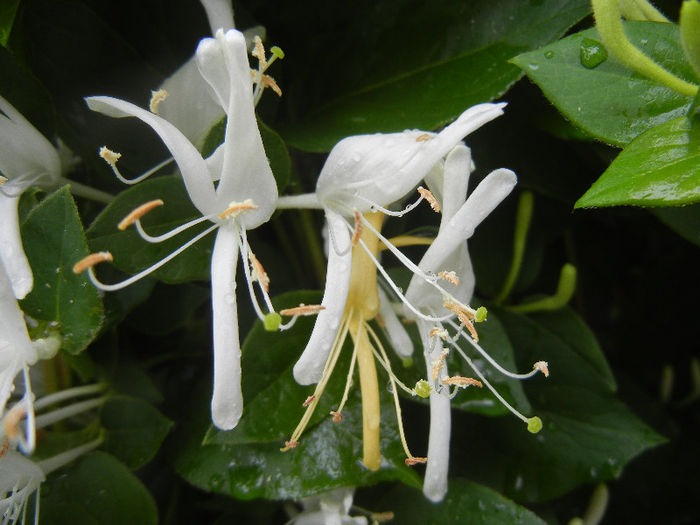 Lonicera japonica (2013, May 24)