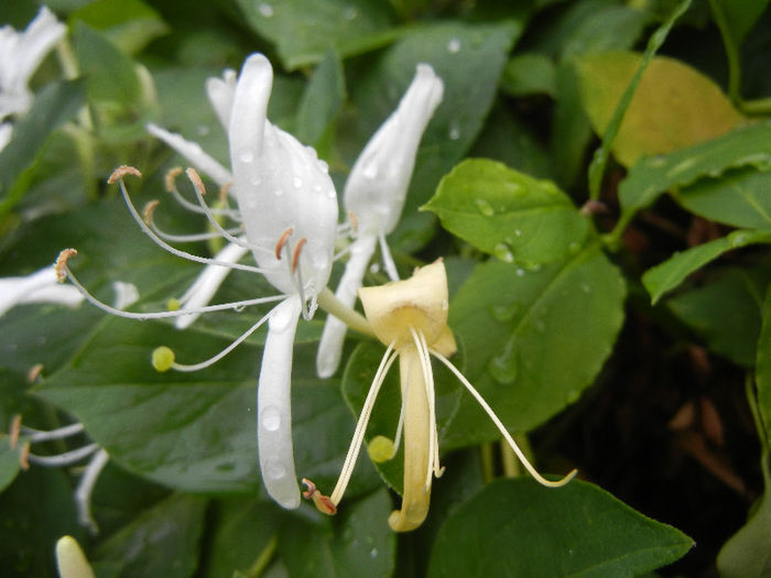 Lonicera japonica (2013, May 24)