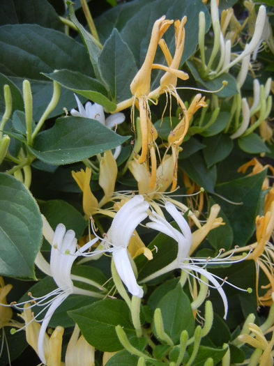 Lonicera japonica (2013, May 26) - LONICERA Japonica