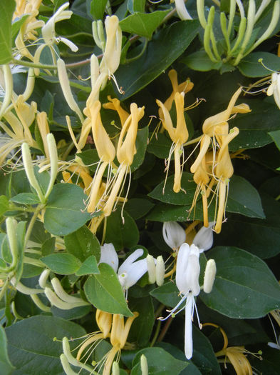 Lonicera japonica (2013, May 26) - LONICERA Japonica