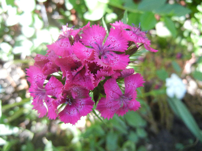 Dianthus barbatus (2013, May 25) - Dianthus Barbatus