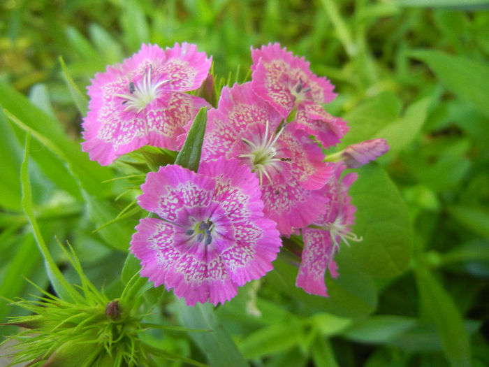 Dianthus barbatus (2013, May 25) - Dianthus Barbatus