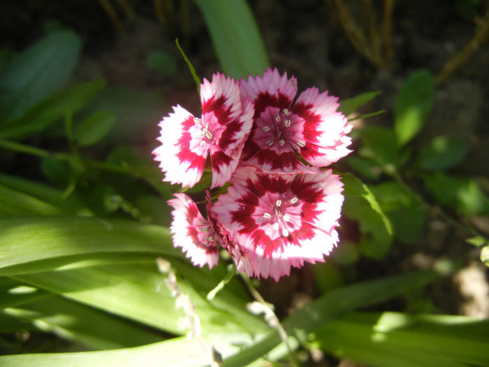 Dianthus barbatus (2013, May 26) - Dianthus Barbatus