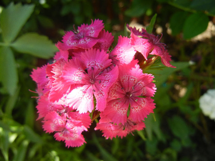 Dianthus barbatus (2013, May 26) - Dianthus Barbatus