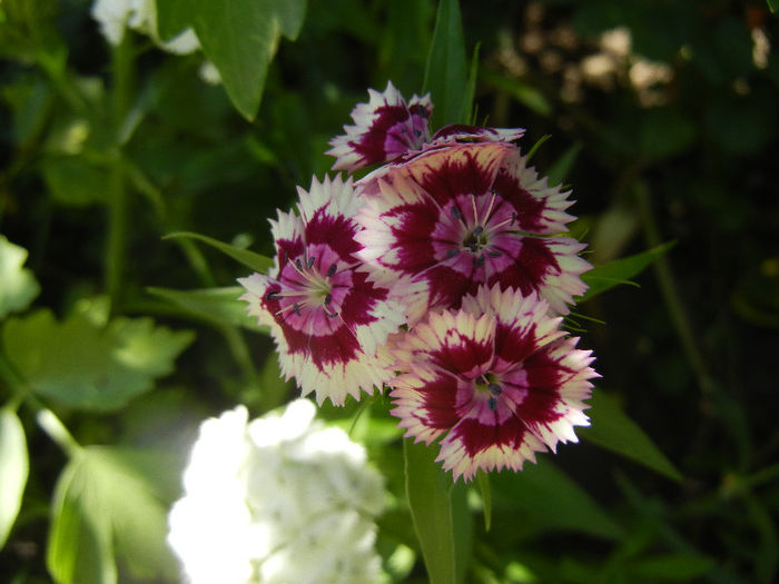 Dianthus barbatus (2013, May 26) - Dianthus Barbatus