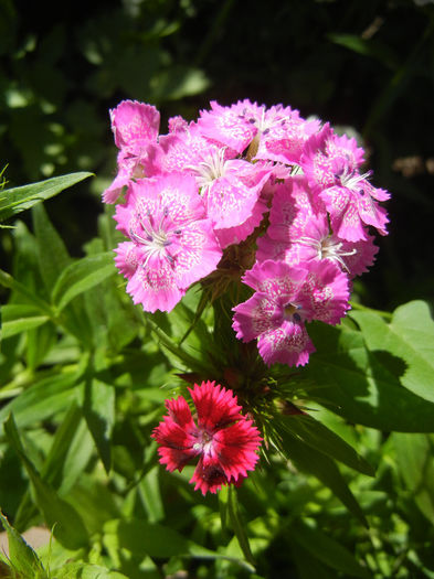 Dianthus barbatus (2013, May 26) - Dianthus Barbatus