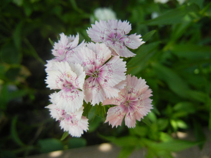 Dianthus barbatus (2013, May 28) - Dianthus Barbatus