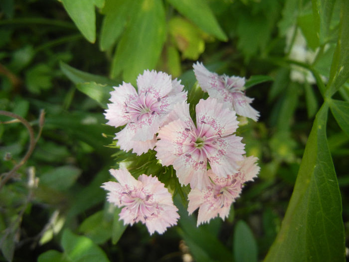 Dianthus barbatus (2013, May 28) - Dianthus Barbatus