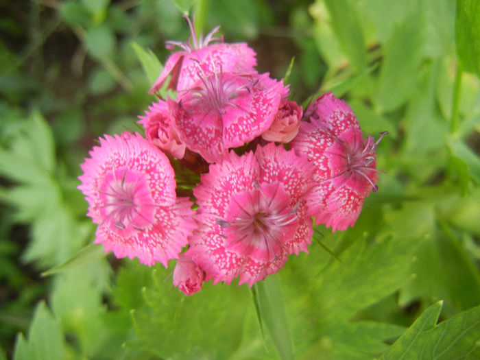 Dianthus barbatus (2013, May 28) - Dianthus Barbatus