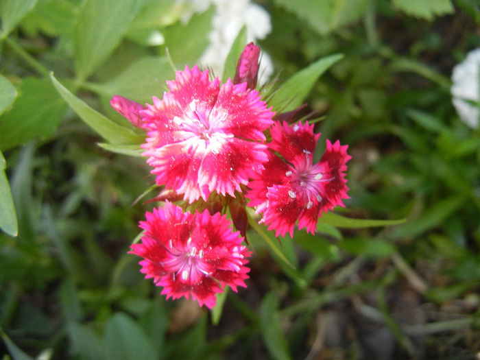 Dianthus barbatus (2013, May 28) - Dianthus Barbatus