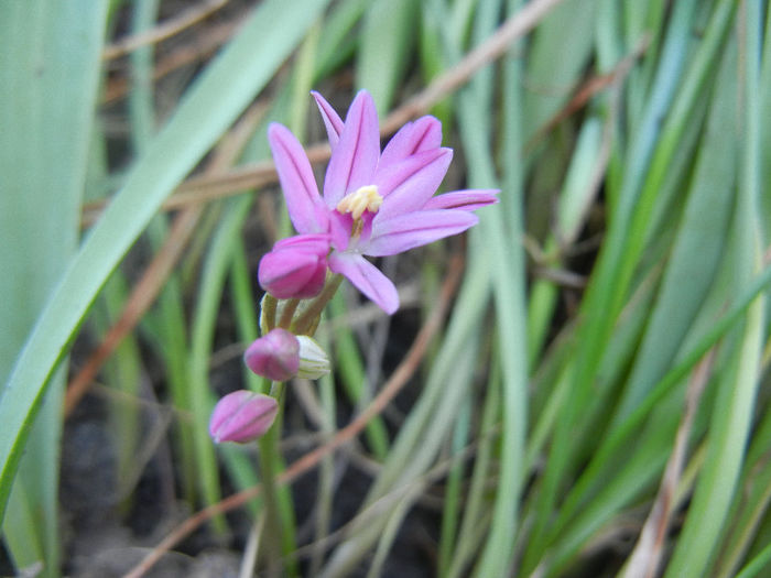 Allium oreophilum (2013, May26)