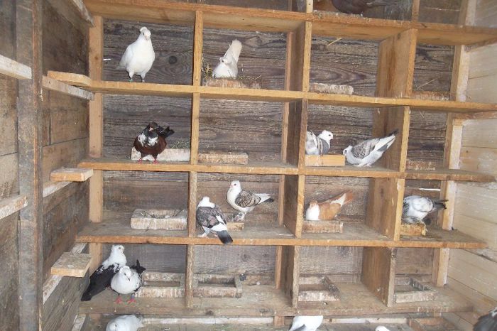 SAM_9883 - Jucatori si satineti