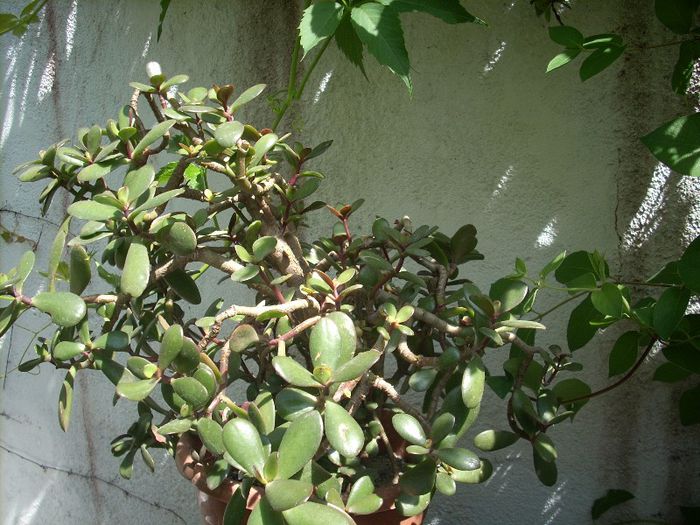 DSCN2209[1] - primavara 2013