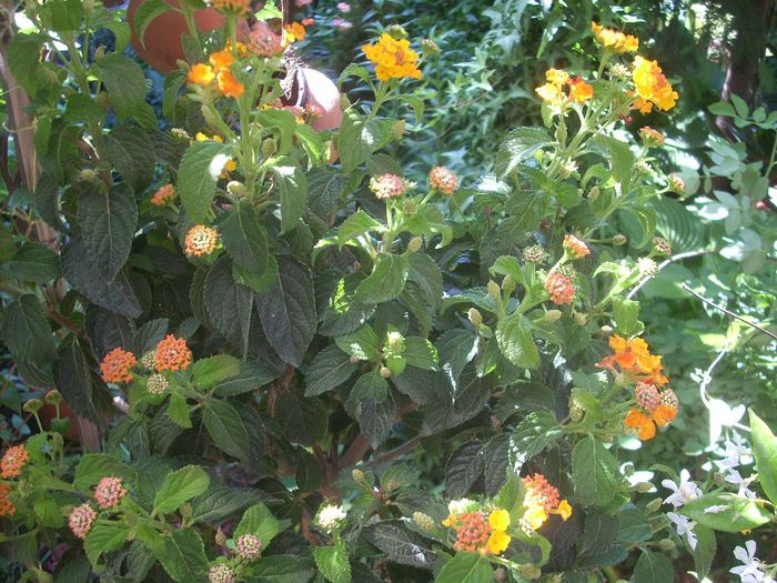 DSCN2616[1]; pomisor lantana
