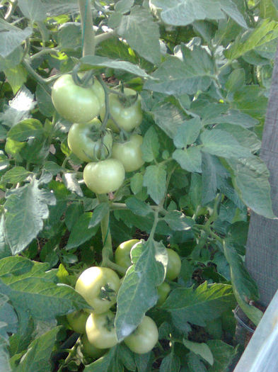 27.05.3013 antalya - solarii 27 mai 2013