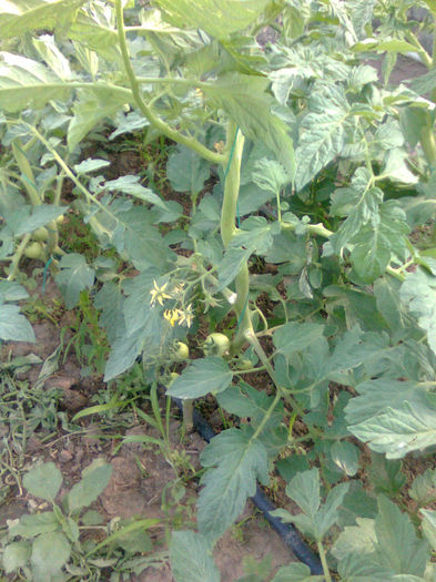 27.05.2013 rosii rila afara