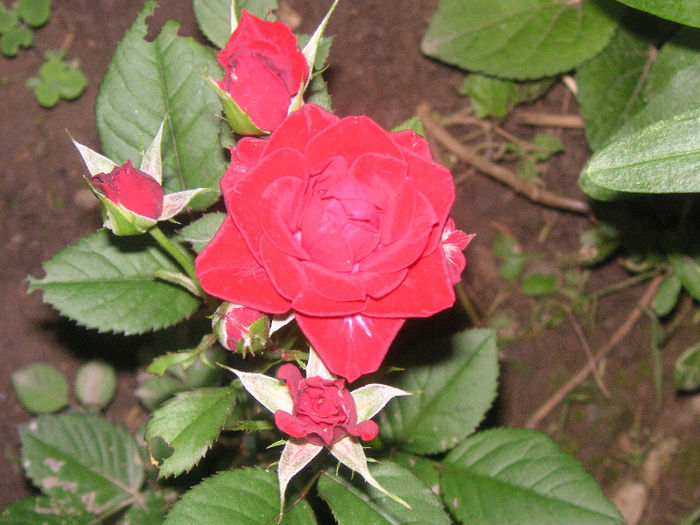 SANY0042