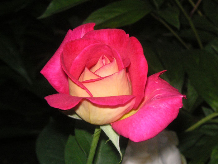 SANY0024
