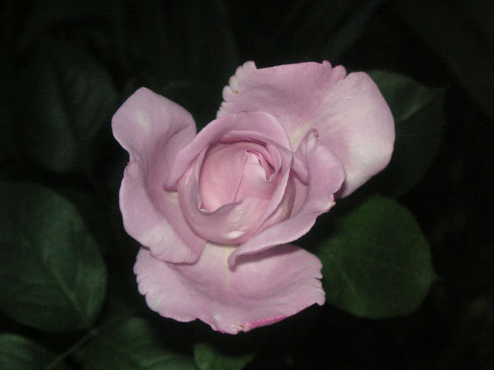 SANY0026