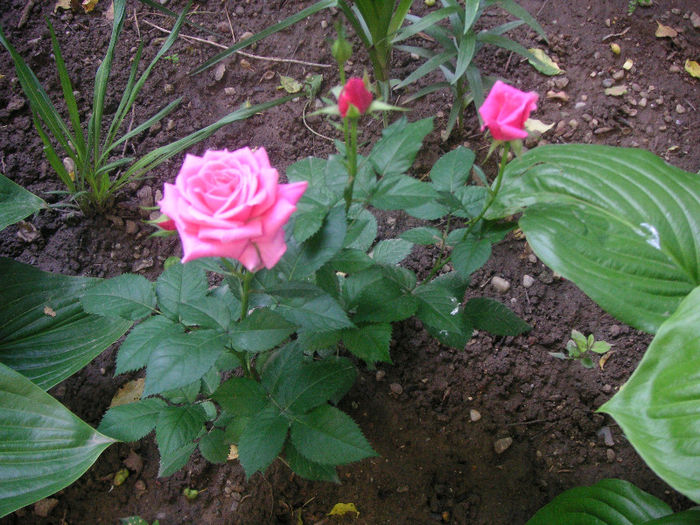 SANY0029