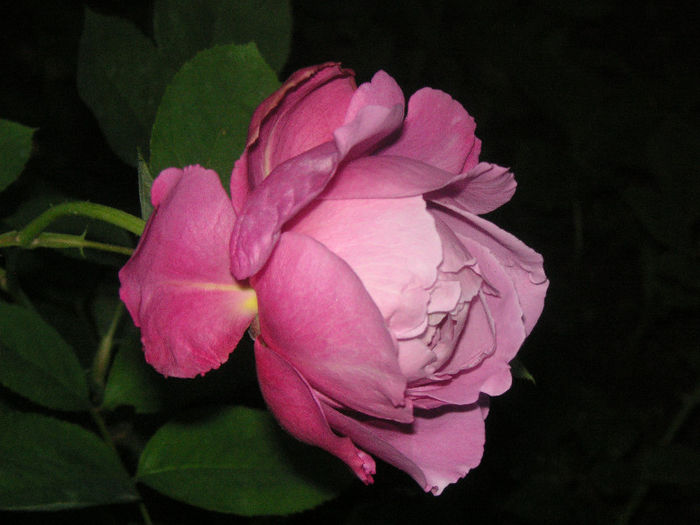 SANY0032
