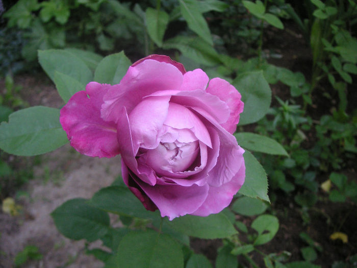 SANY0033