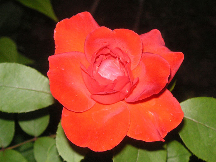 SANY0034