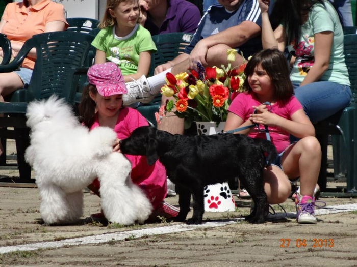 EXPO TIMISOARA; aprilie 2013 Daria si un puiut de Labrador
