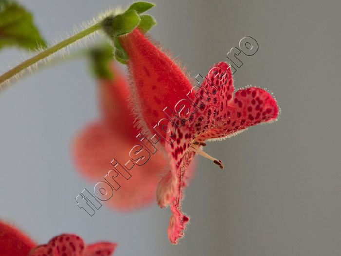 Kohleria Luci s Baby One - detalii http:flori-si-plante.roforumviewtopic.php?f=49&t=1217&p=23688