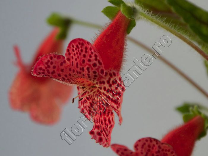 Kohleria Luci s Baby One - detalii http:flori-si-plante.roforumviewtopic.php?f=49&t=1217&p=23688# - KOHLERIA IV - Hibrizii mei - My hybrids