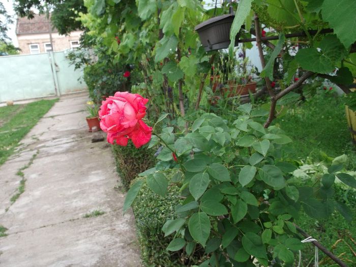 DSCF0968 - trandafiri si lamai