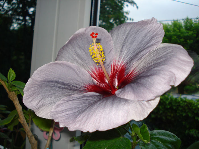 DSC07296 - Hibiscus