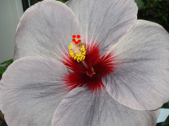 DSC07294 - Hibiscus