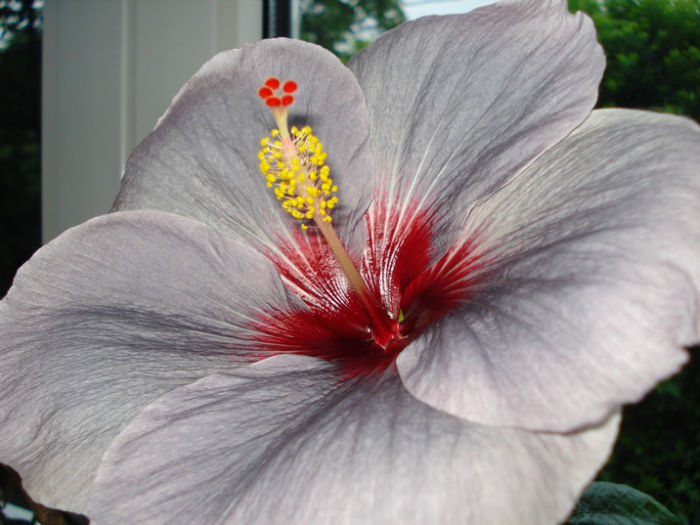 DSC07295 - Hibiscus