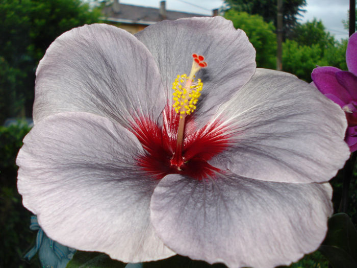 DSC07290 - Hibiscus