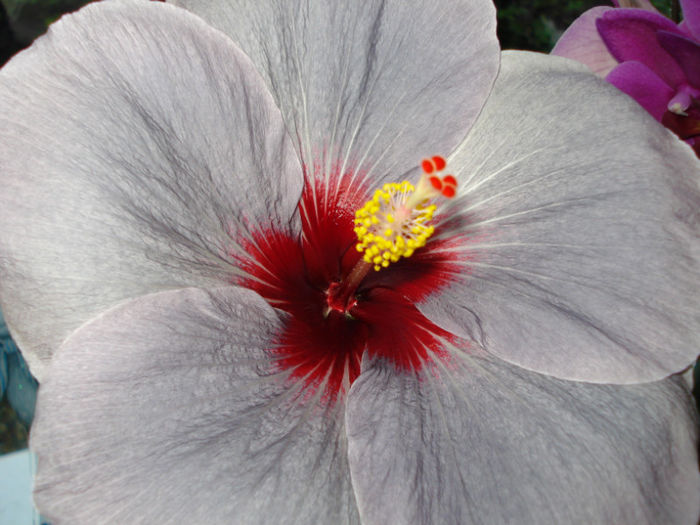 DSC07291 - Hibiscus