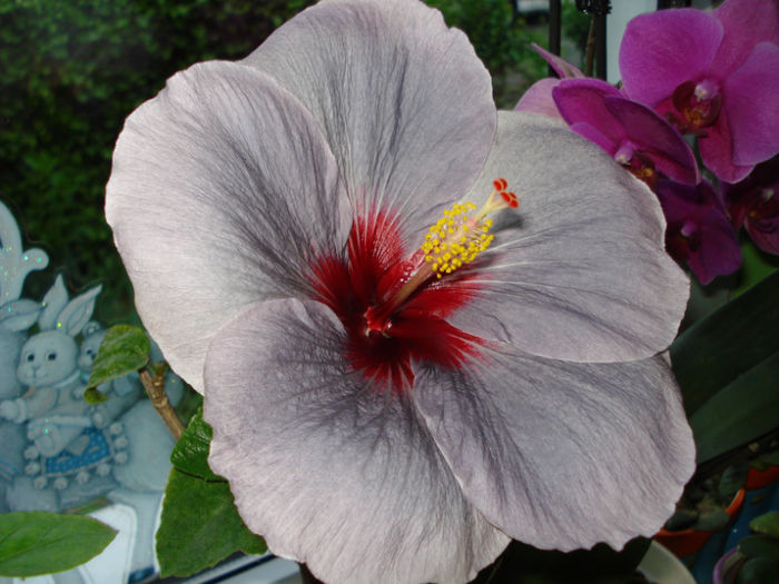 DSC07292 - Hibiscus