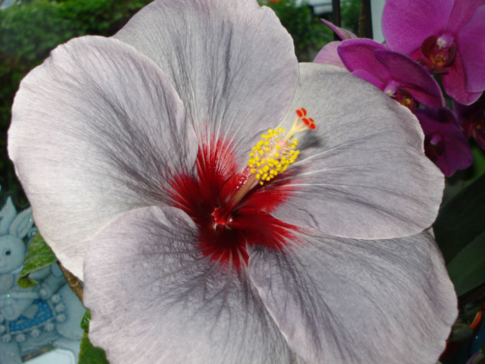 DSC07293 - Hibiscus