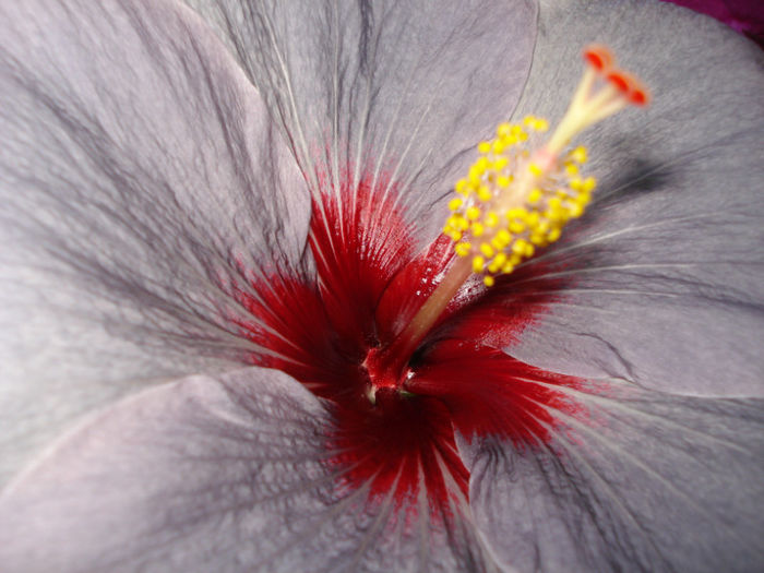 DSC07281 - Hibiscus