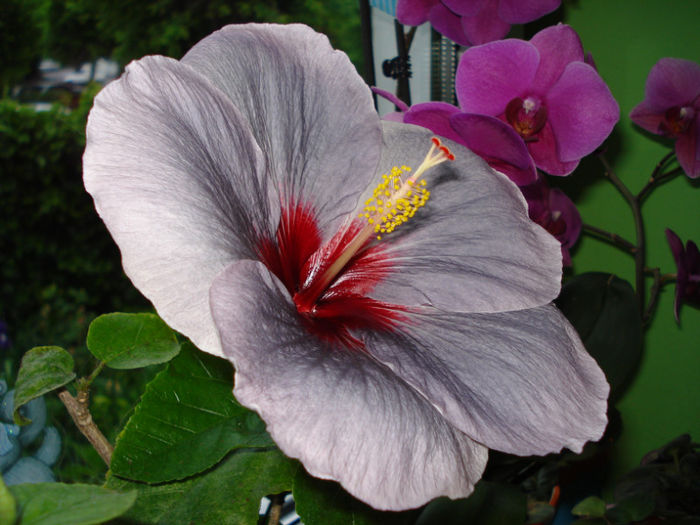 DSC07277 - Hibiscus