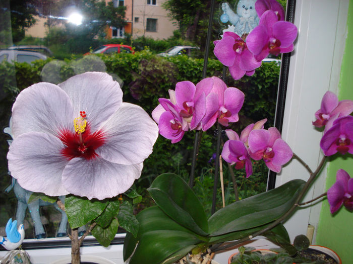 DSC07268 - Hibiscus