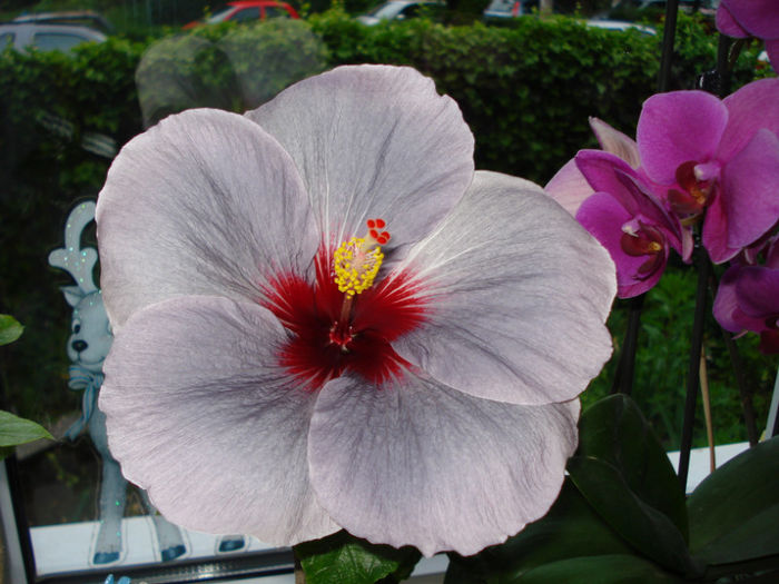 DSC07269 - Hibiscus