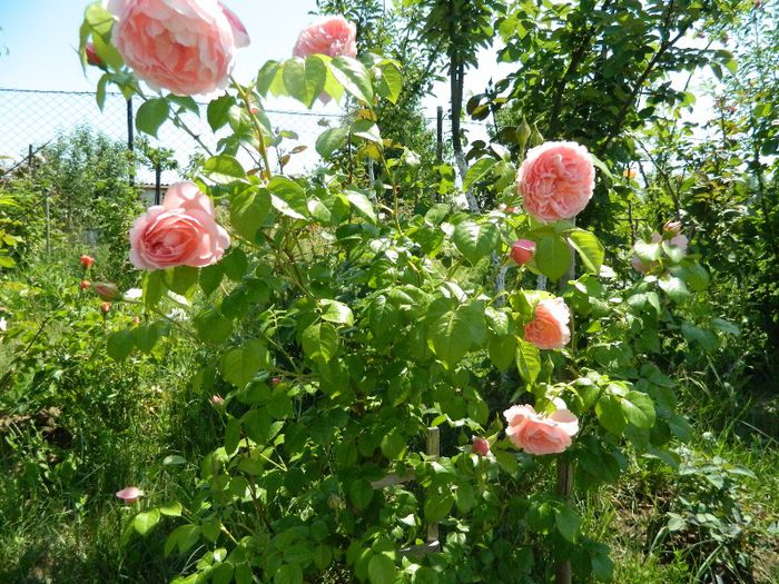 Strawberry Hill - Trandafiri Englezesti Lottum 2013 - creator David Austin