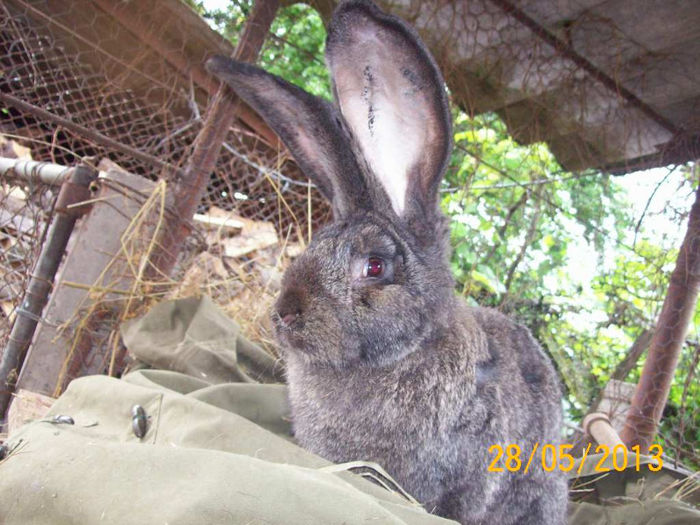 28.05.2013 116 - MASCULI PENTRU 2014