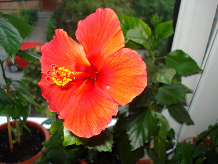 DSC07206 - HIBISCUS 2013