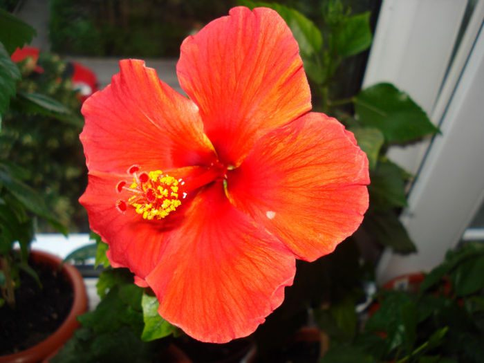 DSC07202 - HIBISCUS 2013