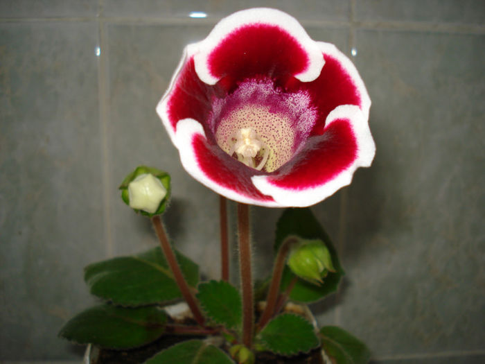 DSC07196 - GLOXINIA  2013