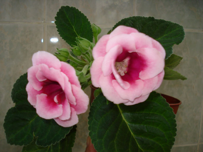 DSC07187 - GLOXINIA  2013