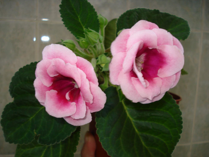 DSC07188 - GLOXINIA  2013